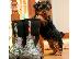 PoulaTo: Registered Yorkshire Puppies For Re-Homing